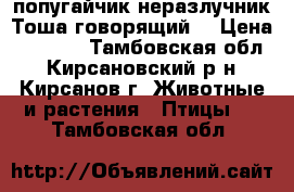  попугайчик-неразлучник Тоша говорящий  › Цена ­ 2 500 - Тамбовская обл., Кирсановский р-н, Кирсанов г. Животные и растения » Птицы   . Тамбовская обл.